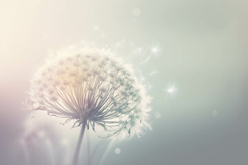 Single dandelion on foggy morning wallpaper with copy space