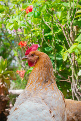 Gallus gallus o gallina de granja marron en un jardin imagen vertical ideal para ranchos
