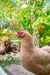 Plano medio de una gallina de lado color café en un jardin organico o granja casera foto vertical