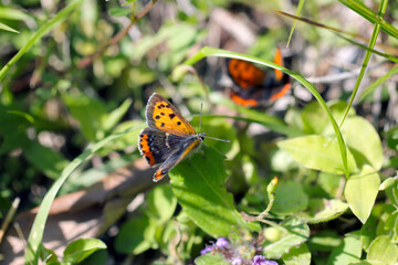 Small copper butterfly, playing in the green bush (Close up macro photograph, shot on a sunny outdoor)