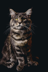 Obraz premium Diógenes of Kunzargo