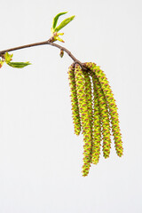 Close-up of the flowers of the hop hornbeam tree (Ostrya carpinifolia) in spring