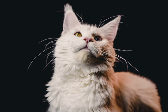 รูปภาพ"Melena – เลือกดูภาพถ่ายสต็อก เวกเตอร์ และวิดีโอ2,694 | Adobe Stock