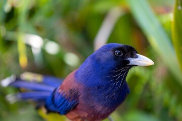 奄美大島　ルリカケス