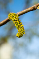 poplar catkins closeup. poplar catkins in macro. image of poplar catkins. photo of poplar catkins