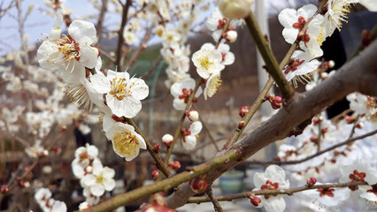 Apricot flower on nature background