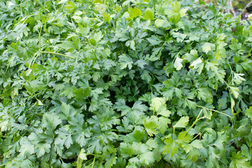 Parsley grows in the garden. It is grown outdoors in the garden area. Green background of parsley leaves, top view close-up