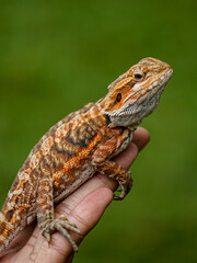 Bearded dragon (Pogona vitticeps) on a hand
