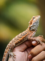 Bearded dragon (Pogona vitticeps) on a hand
