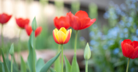 yellow and red spring tulips at sunny day
