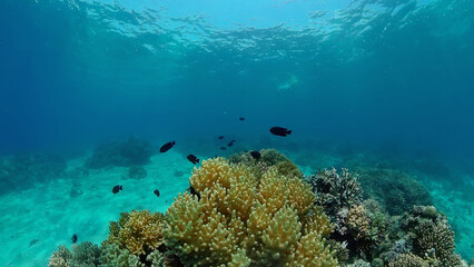Naklejka na ściany i meble Coral reef and tropical fishes. The underwater world of the Philippines.