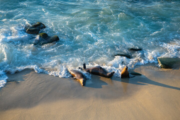 california sea lion wild animal in beach nature. photo of sea lion wild animal fauna.