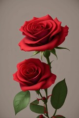 Red rose flower 3d render 