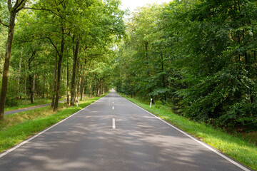 empty road destination. road destination in forest. road way destination. photo of road destination