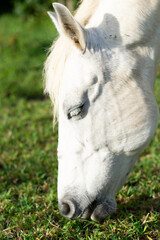 portrait of a white horse