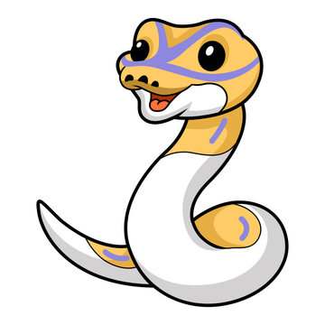 Cute banana pied ball python cartoon