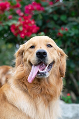 golden retriever dog