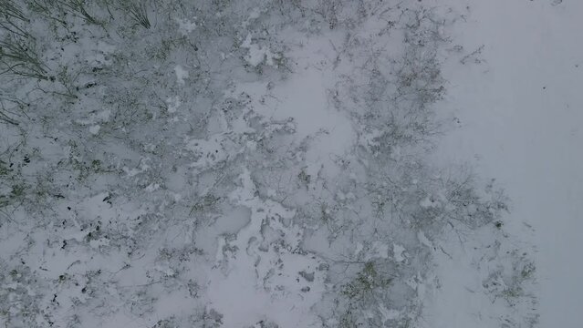 冬の九頭竜川 福井市 北陸新幹線 高架 河川敷 木の伐採 雪 雪原 ドローン 空撮 川 俯瞰 雪の積もった町