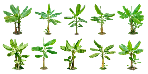 Collection.
Banana trees green leaves. (png)
Isolated on white background and clipping path.
total of 10