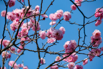 Red plum blossoms in a garden in Tokyo, Japan.