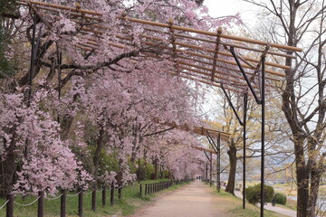 京都　半木の道の桜のトンネル
