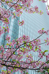 Cherry blossom with a skyscraper in the background in Chiyoda, Tokyo, Japan.