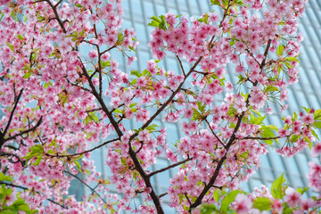 Obraz na płótnie Canvas Cherry blossom with a skyscraper in the background in Chiyoda, Tokyo, Japan.