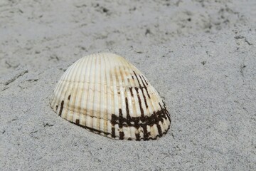 Light seashell on sand background in Florida beach