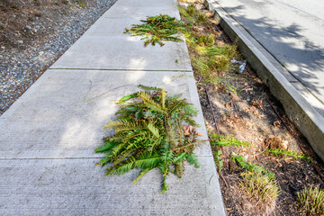 Spring cleanup of environmentally friendly Biofiltration Swale, Bioswale, sword ferns being cut...