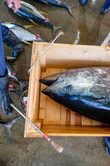 Nachikatsuura, Japan - March 19, 2023: Tuna at the tuna market auction in Nachikatsuura on the Kii Peninsula, Japan.