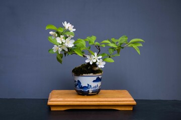 盆栽（カイドウザクラ）