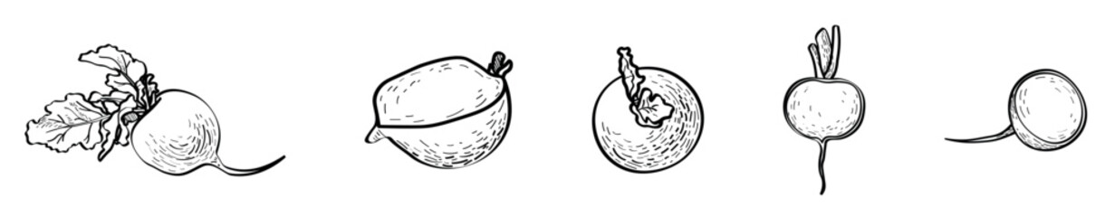 Set of radish on white background