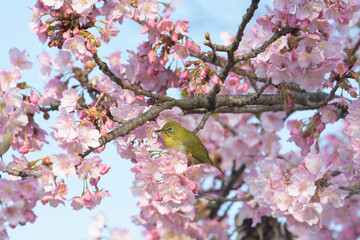  桜とメジロ