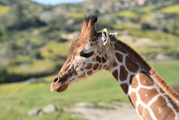 giraffe in the zoo