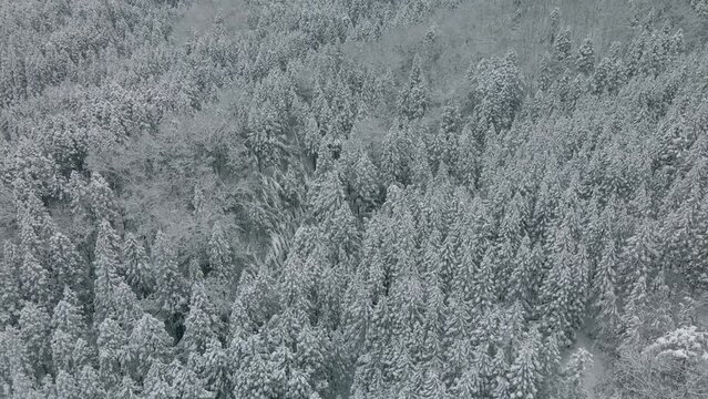 冬 越前市 味真野 ドローン 空撮 日野山 雪山 田んぼ 田園風景 雪原 山と田んぼ 仁愛大学 雪の積もった森 木 俯瞰
