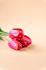 赤いチューリップ