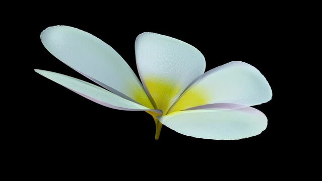 Orchid flowers close up