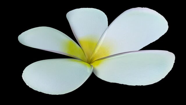 Orchid flowers close up