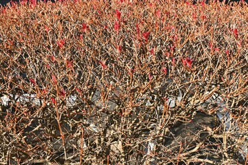 Enkianthus perulatus flowers. Called 'Dodan-tsutsuji' in Japan, it is an Ericaceae deciduous shrub that can be enjoyed in fresh green, flowers, and autumn leaves.