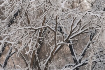 snow-covered tree in a forest. Generative AI