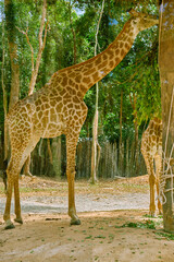 Phu Quoc , Vietnam - Decn 30, 2022: Giraffe Cafe at Vinpearl Safari and Conservation Park.