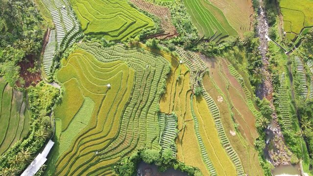 Aerial view of agriculture in rice fields for cultivation with river. Green pattern of rice field. Top down aerial view - Natural the texture for background