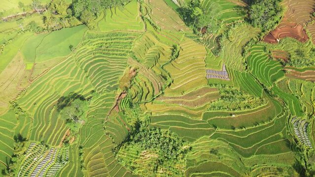 Aerial view of green terraced rice field. Beautiful pattern of agricultural field of rice field. Harvesting season of Indonesia rice fields - Bird eye drone shot