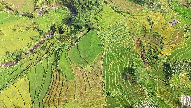 Aerial view of green terraced rice field with river. Beautiful pattern of agricultural field of rice field. Harvesting season of Indonesia rice fields - Bird eye drone shot