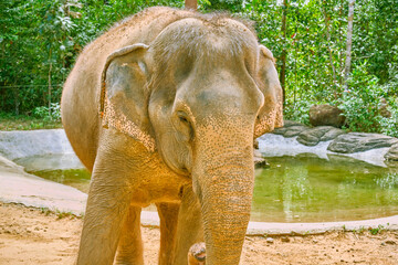 Elephants at Vinpearl Safari and Conservation Park on Phu Quoc Island, Vietnam.