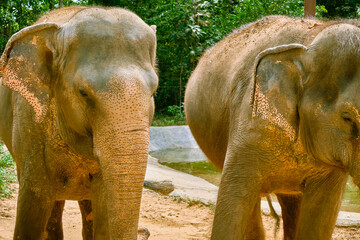 Elephants at Vinpearl Safari and Conservation Park on Phu Quoc Island, Vietnam.