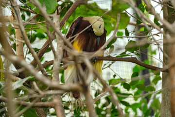 cendrawasih on tree