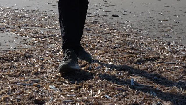 Legs Of A Man Walking On The Pile Of Empty Razor Clams Shells On The Beach In Netherlands. - close up, crop shot