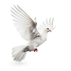 white dove on white background