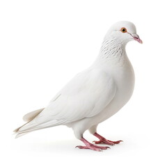 Fototapeta na wymiar white dove on white background